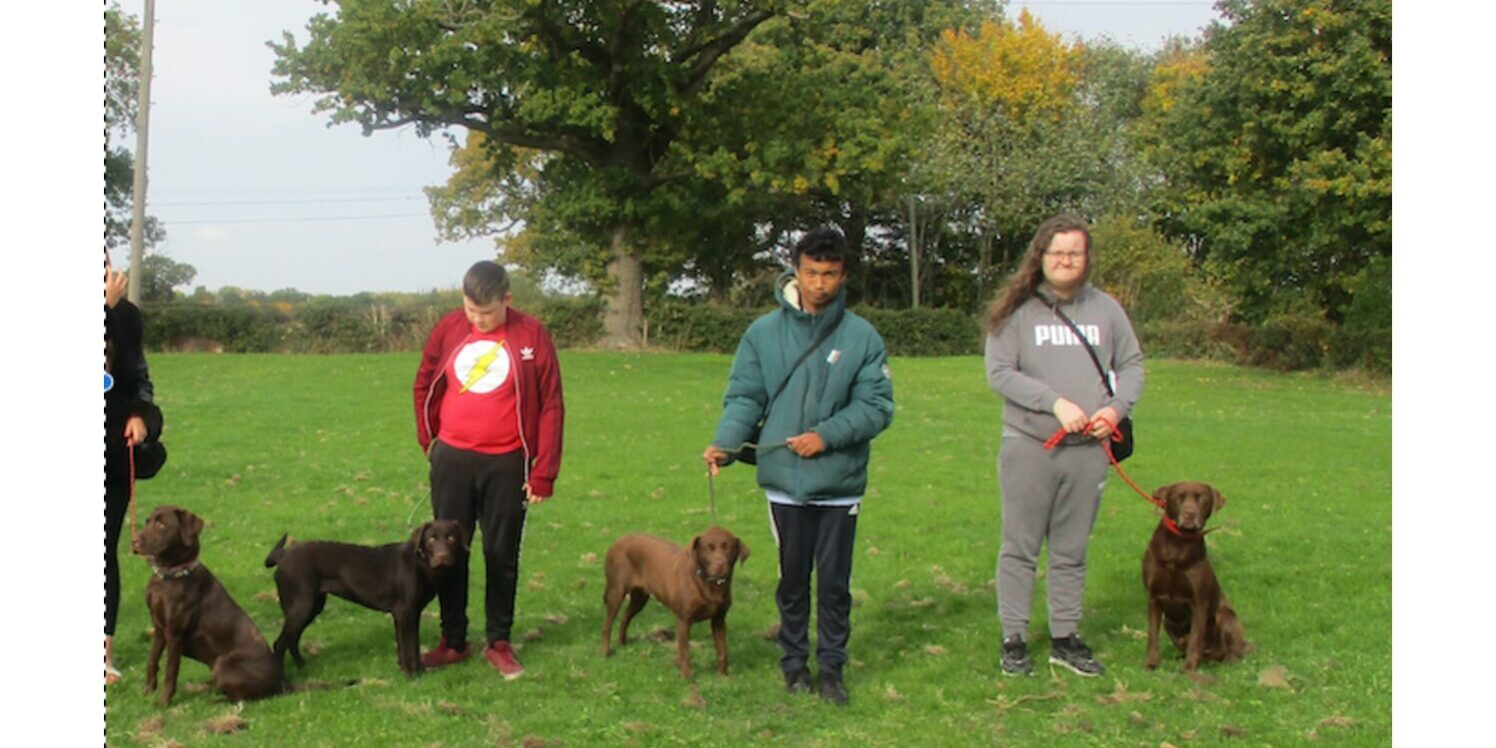 Grangemead Labradors