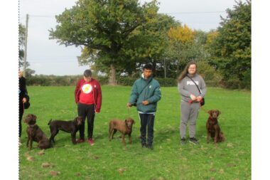 Grangemead Labradors
