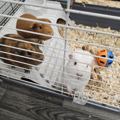 Mill House School Guinea Pigs