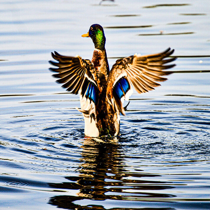 Duck on water