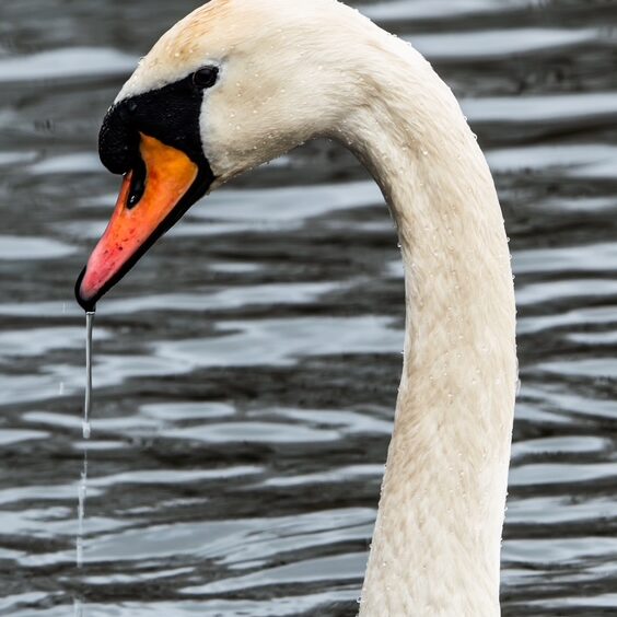 Swan