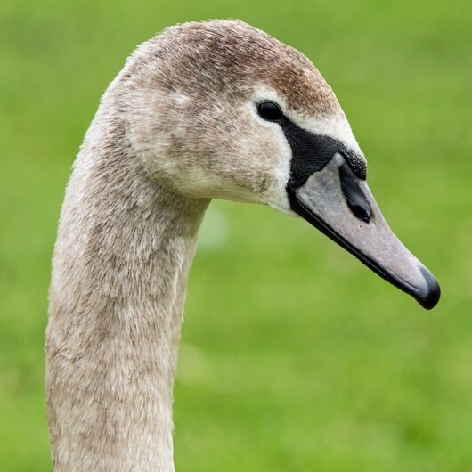 Swan head