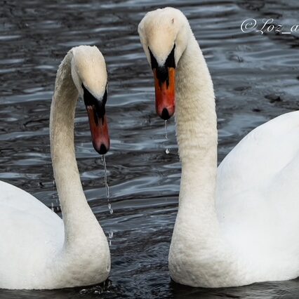 Two Swans